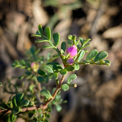 Boronia microphylla