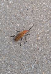 Chauliognathus discus