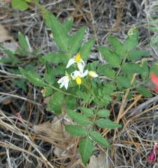 Solanum jamesii