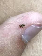 Corythucha juglandis