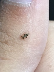 Corythucha juglandis