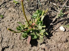 Rumex cordatus