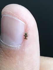 Corythucha juglandis