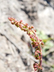 Rumex cordatus