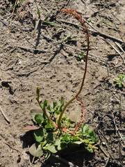 Rumex cordatus