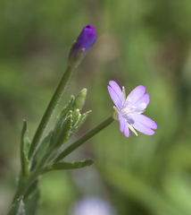 Epilobium pyrricholophum