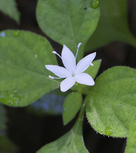 Pseudopyxis heterophylla iNat (2)