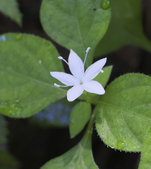 Pseudopyxis heterophylla