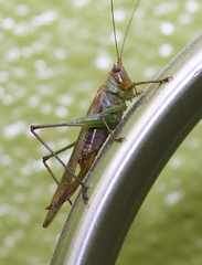 Conocephalus spinosus