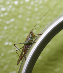 Conocephalus spinosus