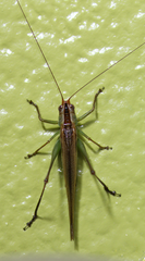 Conocephalus spinosus