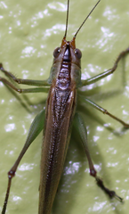 Conocephalus spinosus