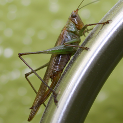 Conocephalus spinosus