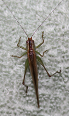 Conocephalus spinosus