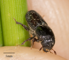 Scolytus