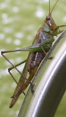 Conocephalus spinosus