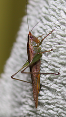 Conocephalus spinosus
