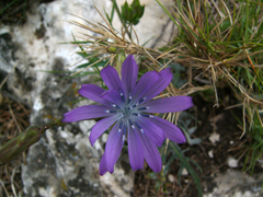 Lactuca perennis