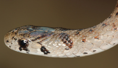 Brown Snake photo 3
