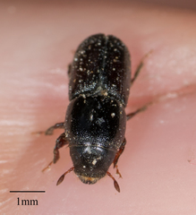 Scolytus