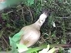 Lycoperdaceae