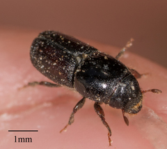 Scolytus