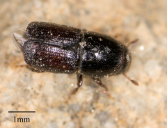 Scolytus