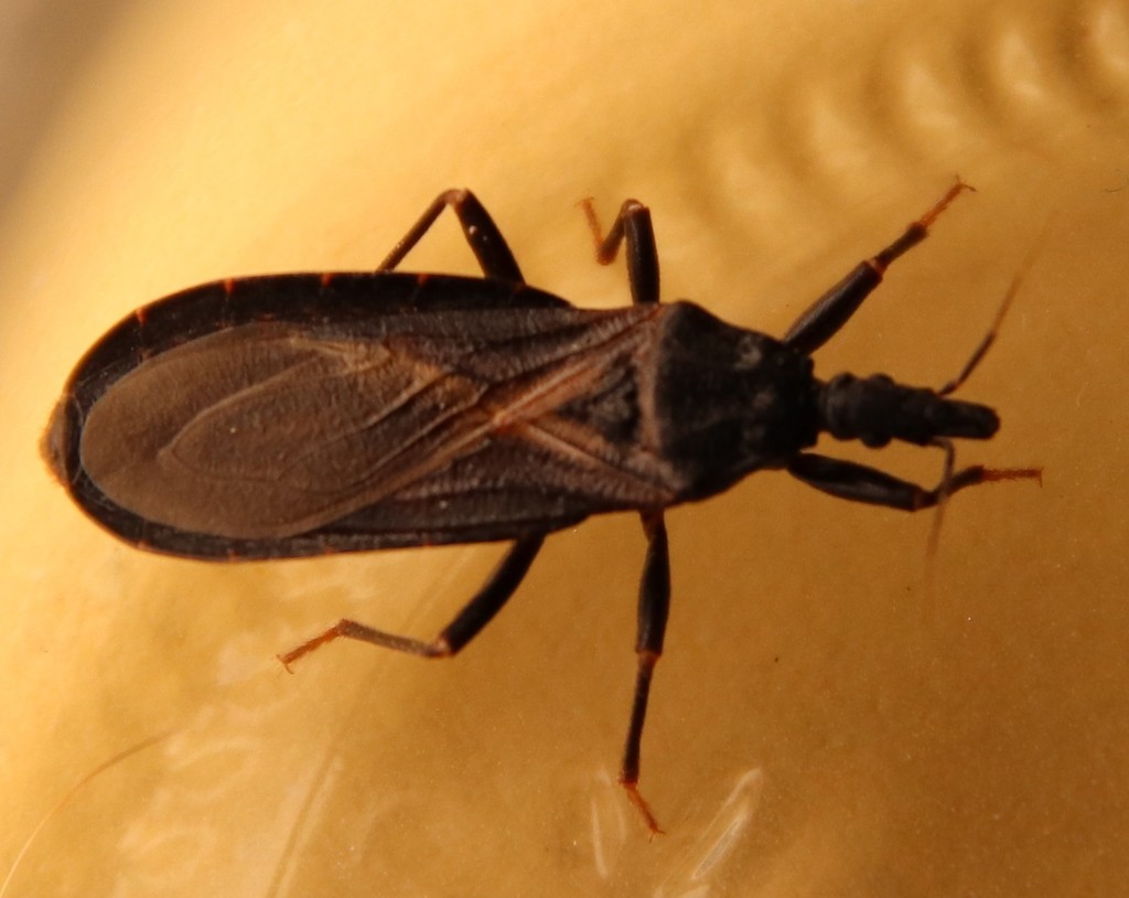 Western Conenose