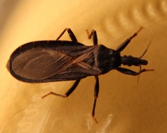 Western Bloodsucking Conenose