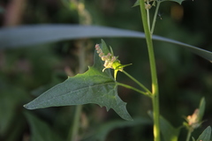 Atriplex sagittata