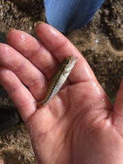 Micropterus punctulatus