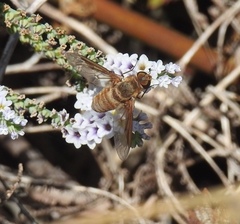 Exoprosopa brevirostris