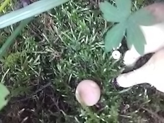 Lycoperdaceae