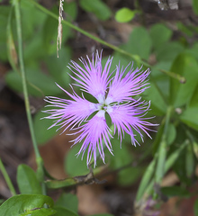 Dianthus longicalyx