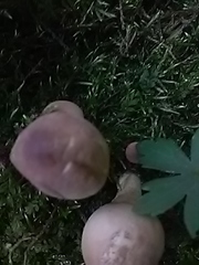 Lycoperdaceae