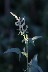 Atriplex sagittata