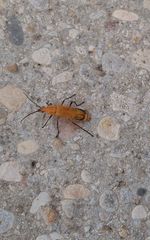 Chauliognathus discus