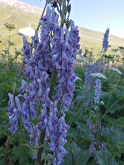 Aconitum orientale