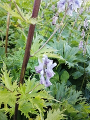 Aconitum orientale