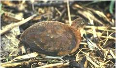 Grey-Legged Tinamou photo 2