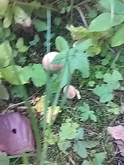 Lycoperdaceae