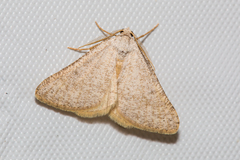 Macaria saphenata