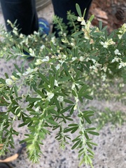 Chamaecytisus prolifer