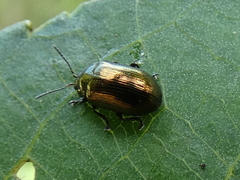 Phratora vitellinae