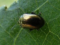 Phratora vitellinae