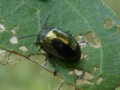 Phratora vitellinae