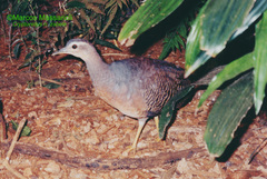 Yellow-Legged Tinamou photo 2
