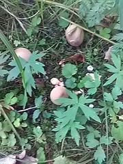 Lycoperdaceae