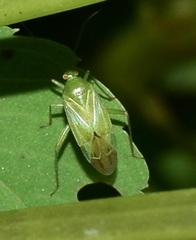 Lygocoris pabulinus