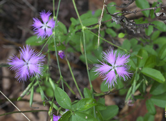 Dianthus longicalyx